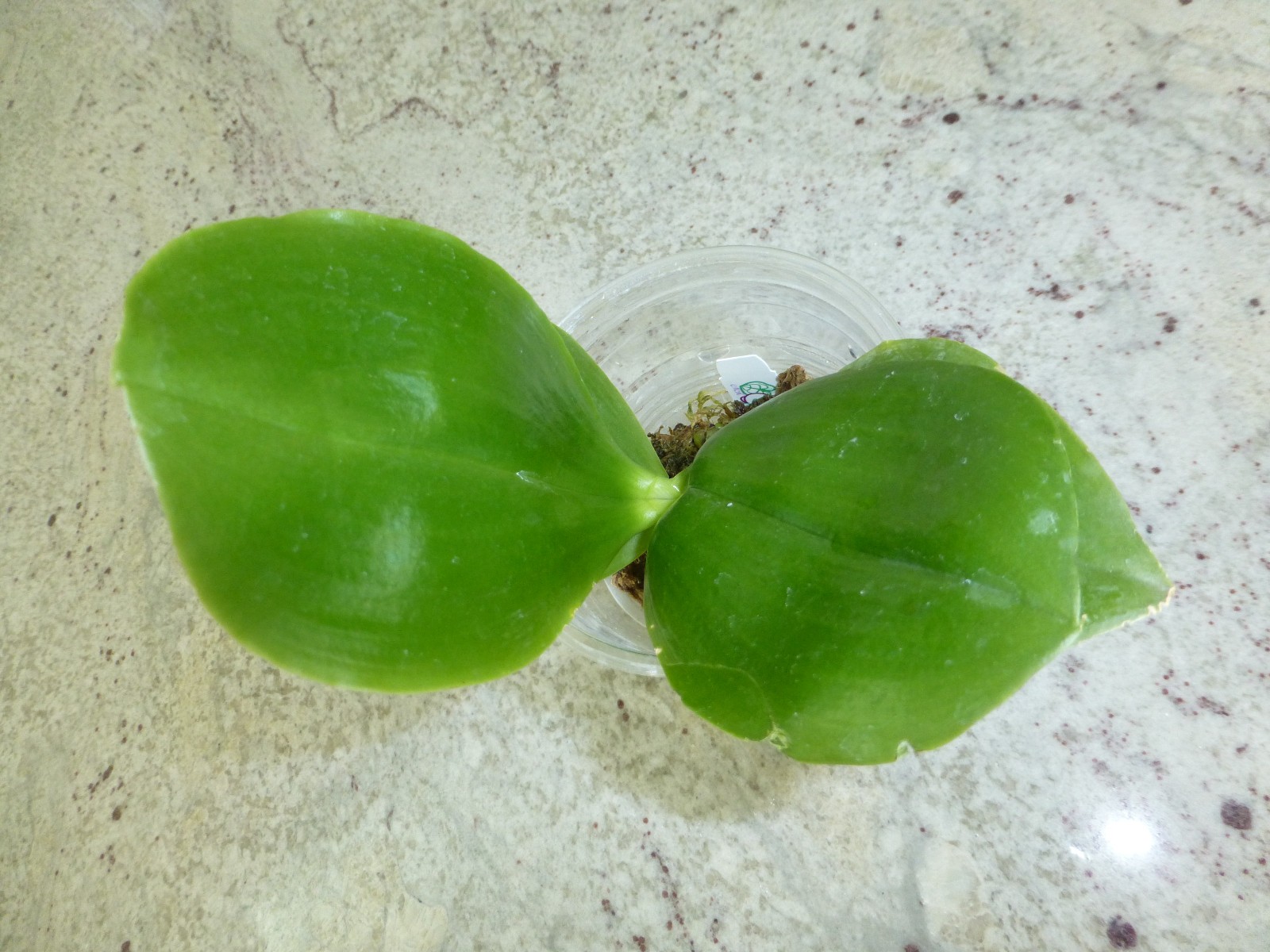 Fragrant Orchid Phalaenopsis Phal. Guadalupe Pineda ‘Yaphon’ In 2.5″ Pot