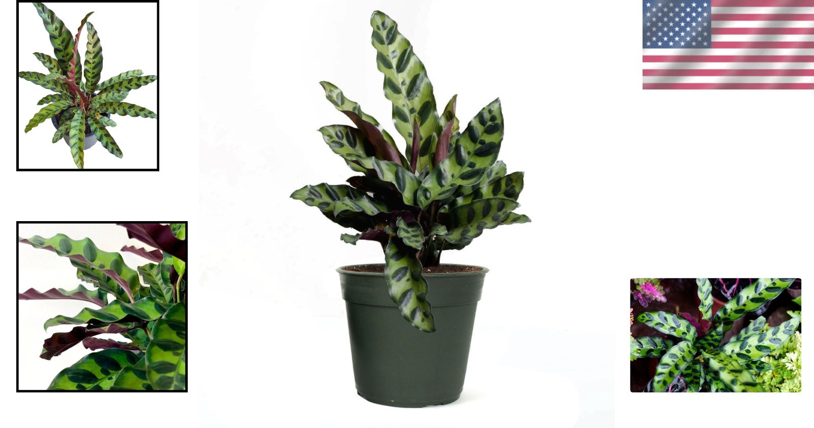 Live Calathea Rattlesnake Plant, 4-Inch Pot | Pet-Friendly & Air-Purifying