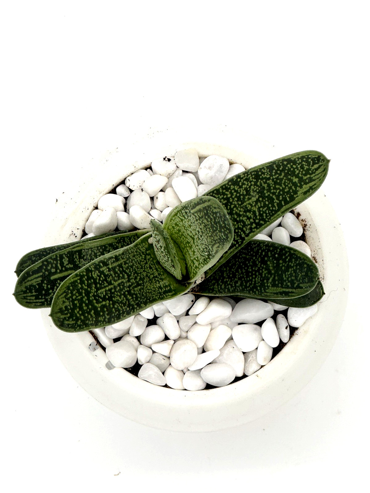 GASTERIA ‘OX TONGUE’ – 4In Self-watering Pot polished white pebble stones