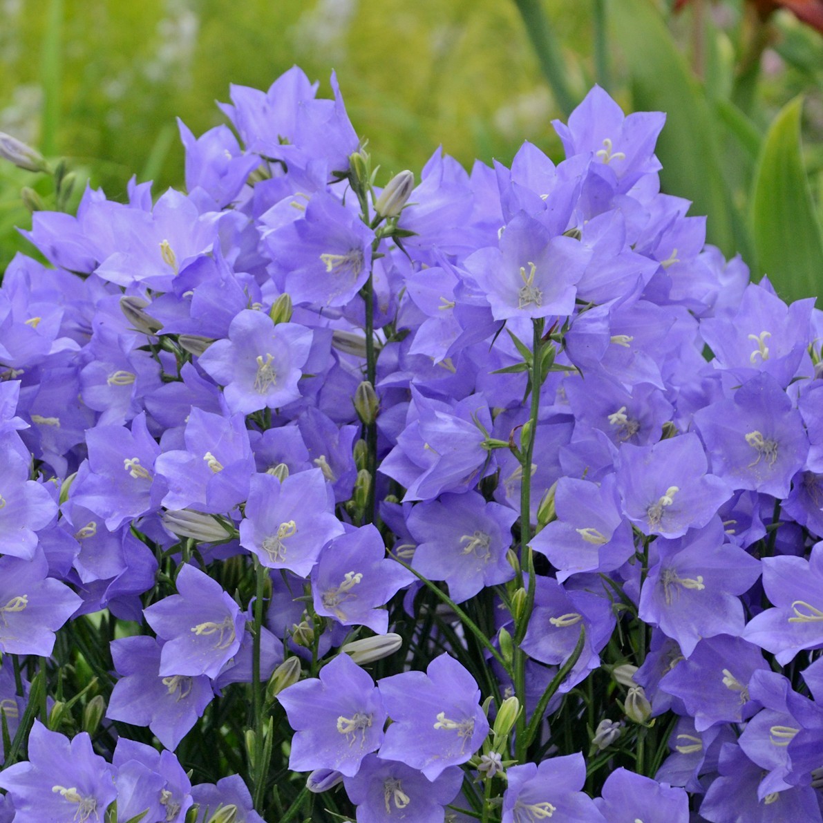 sun campanula TAIKON BLUE Bellflower hardy perennial = 1 Potted Garden Plant