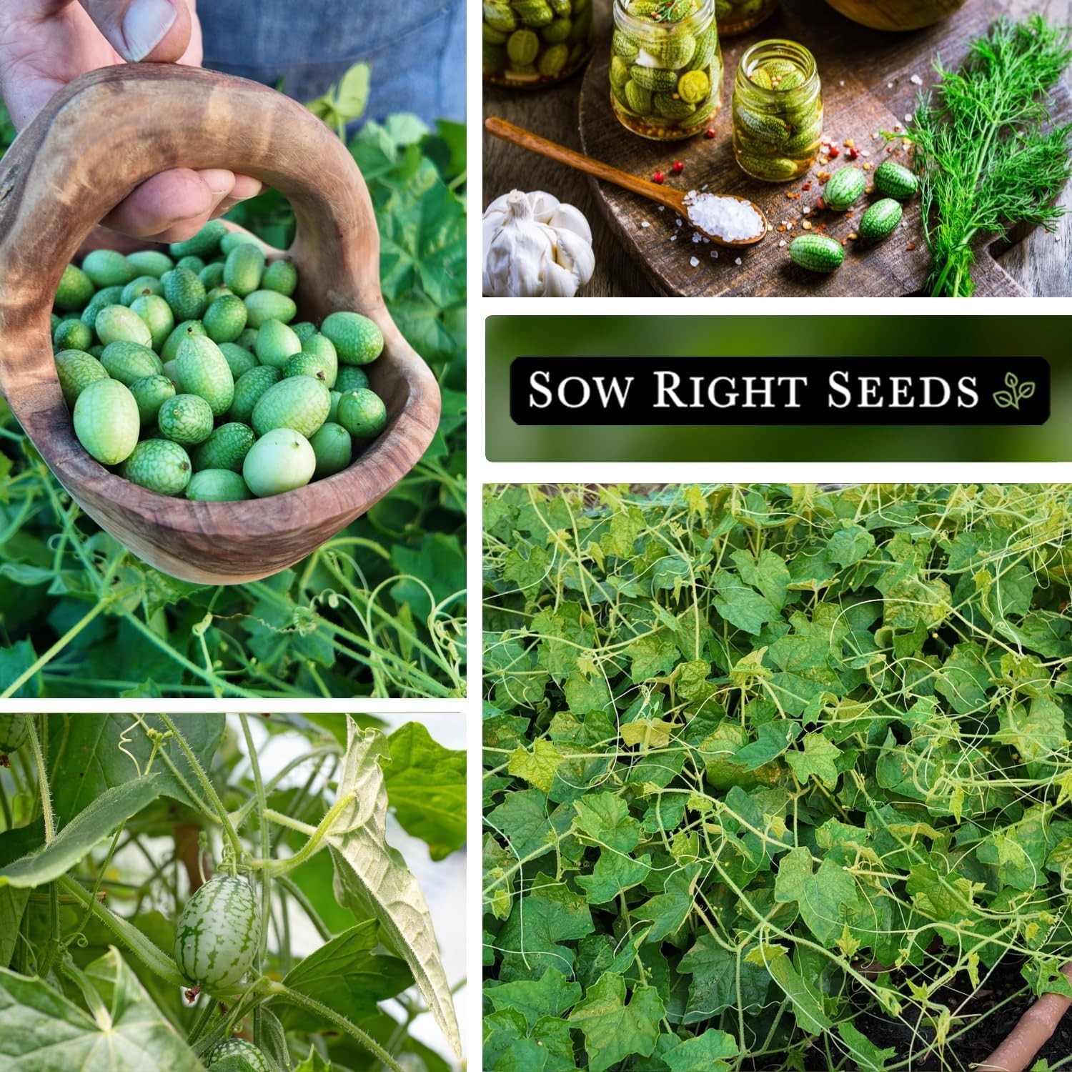 Cucamelon Seeds Non GMO Heirloom Mexican Sour Gherkin Garden Pack