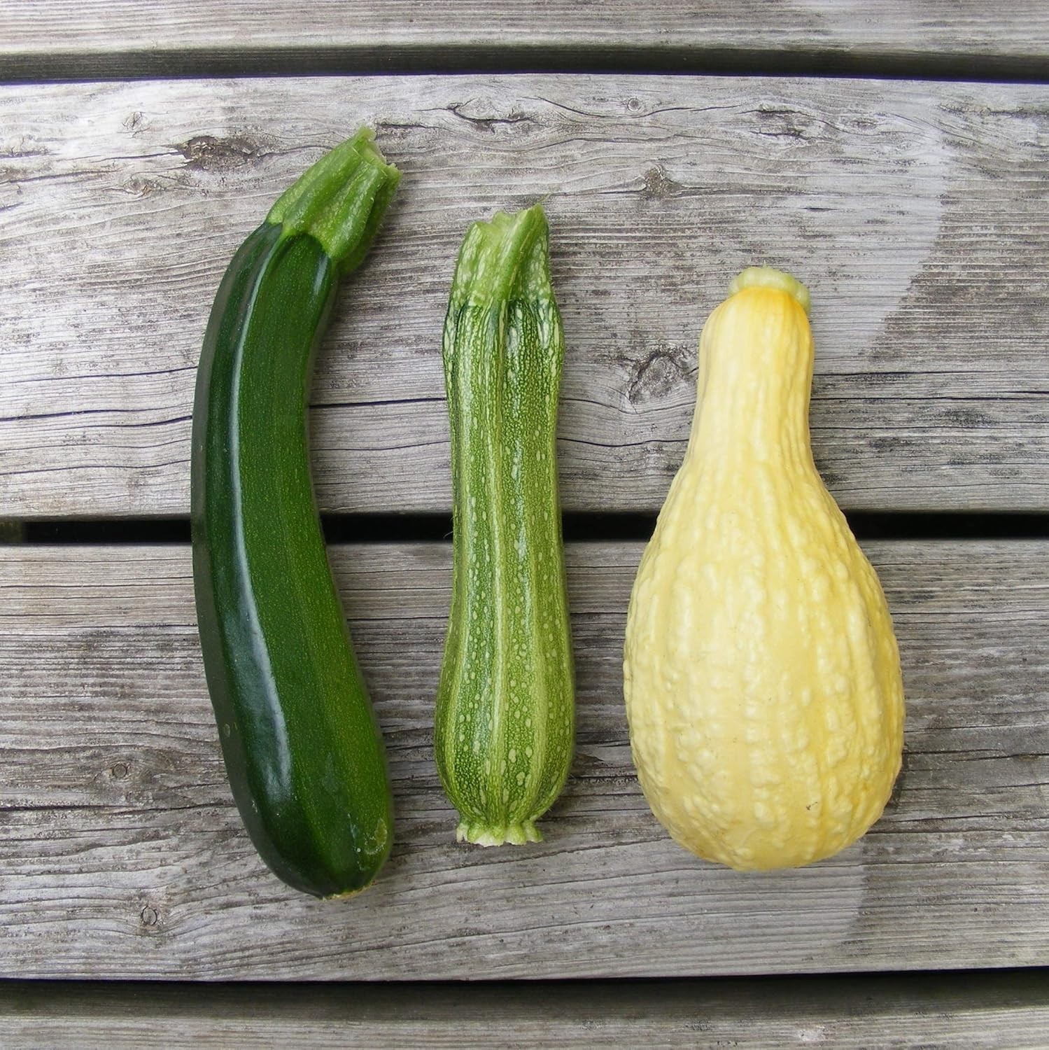 Rare 12 Variety Non-GMO Zucchini & Squash Seed Mix – 50 Seeds for Every Garden