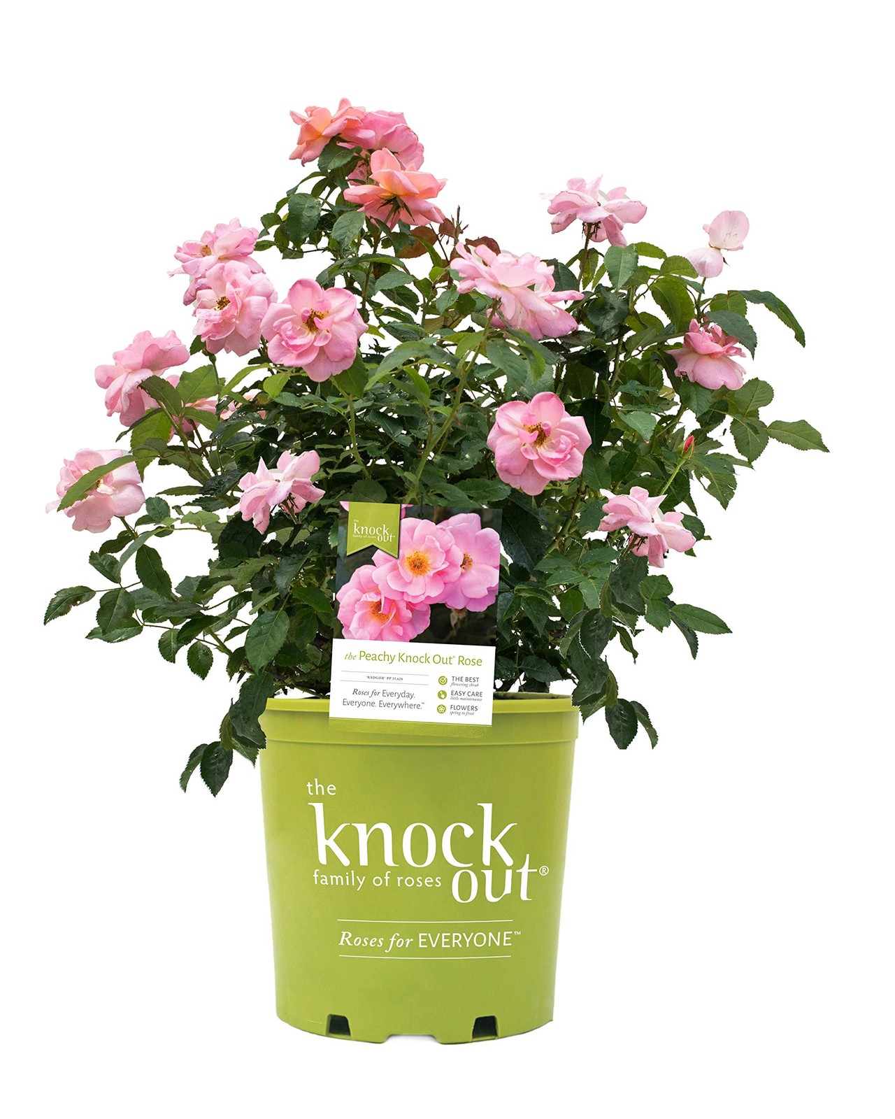 Green Promise Farms Korospchk Rosa Peachy Knock 3-Size Container Peach Flowers