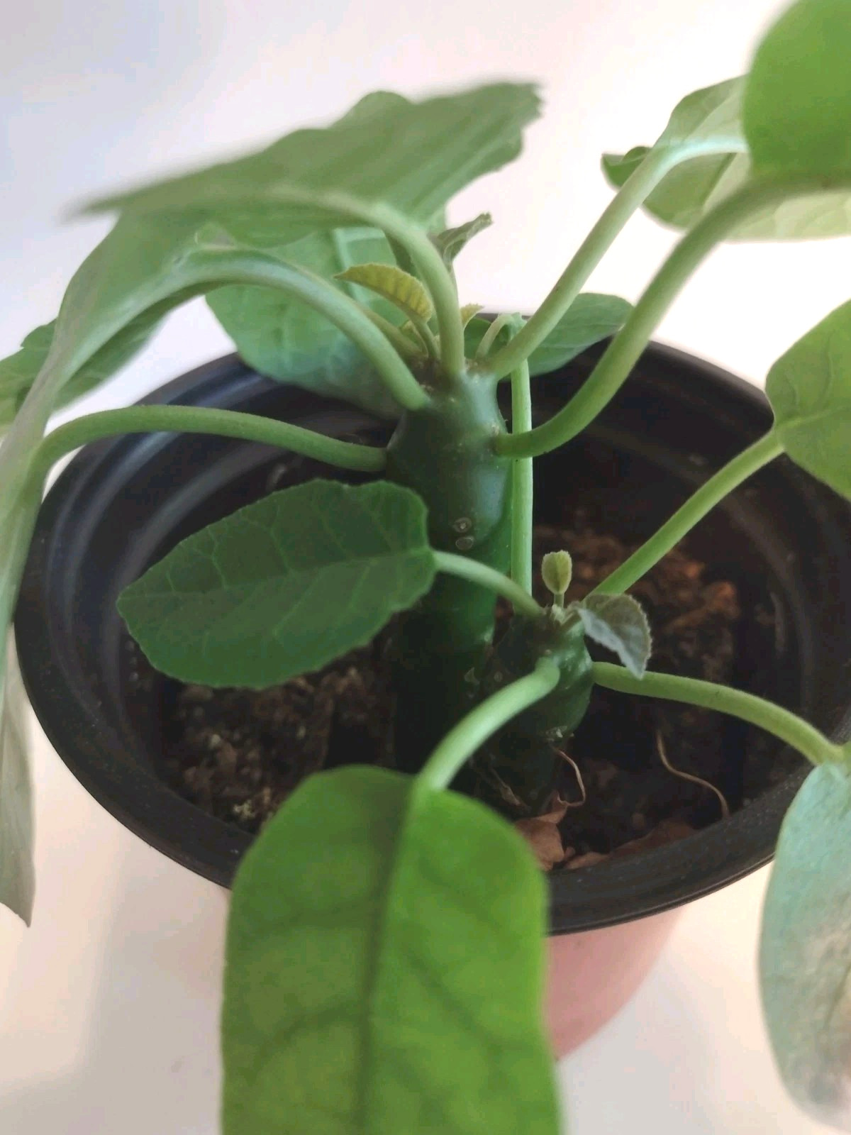 Dorstenia- 2 Plants – One Pot-One Price. Tallest Plant Approx 2″ above the soil