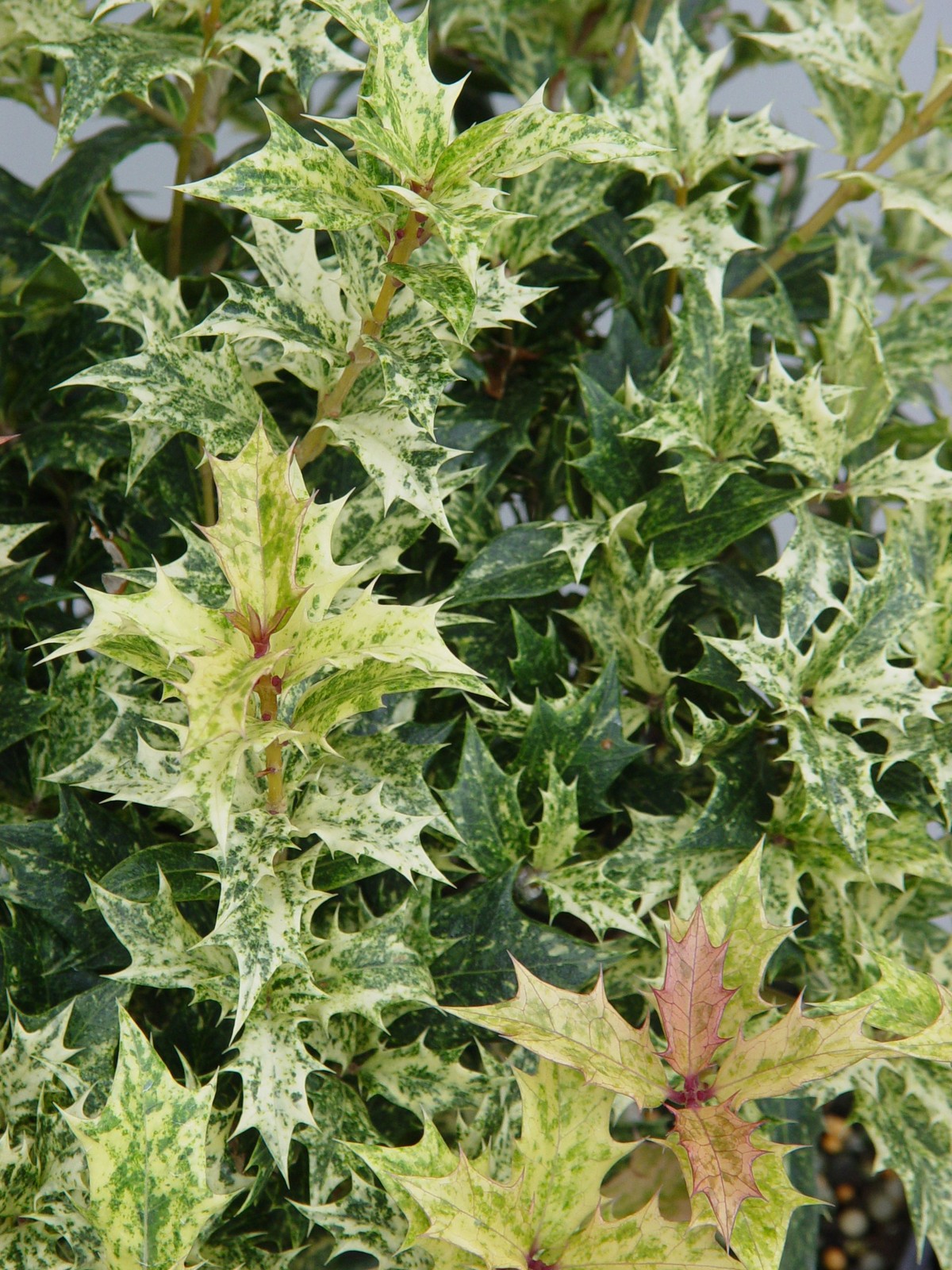 Green Promise Farms Osmanthus Heterophyllus Goshiki False Holly Evergreen 2 –