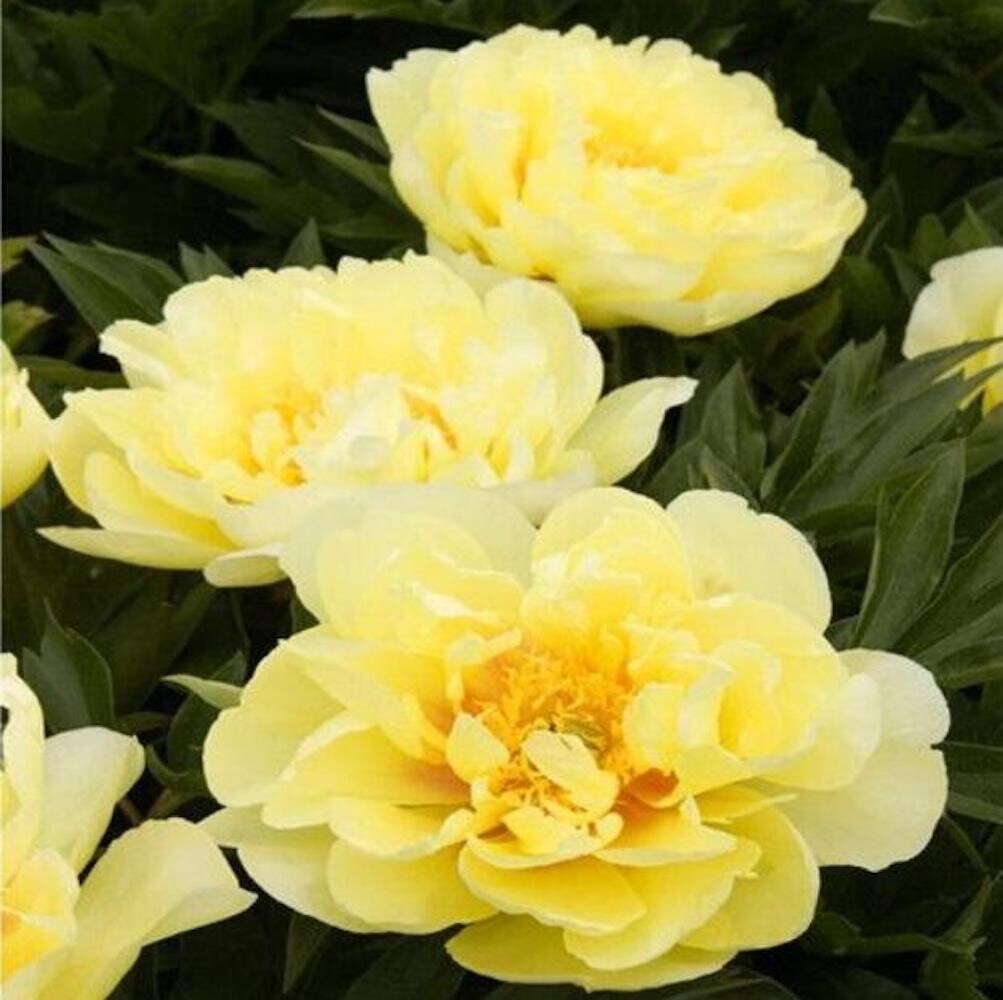 20 SEEDS for Yellow PEONIES rare blossom flowering exotic plant bush USA Seller
