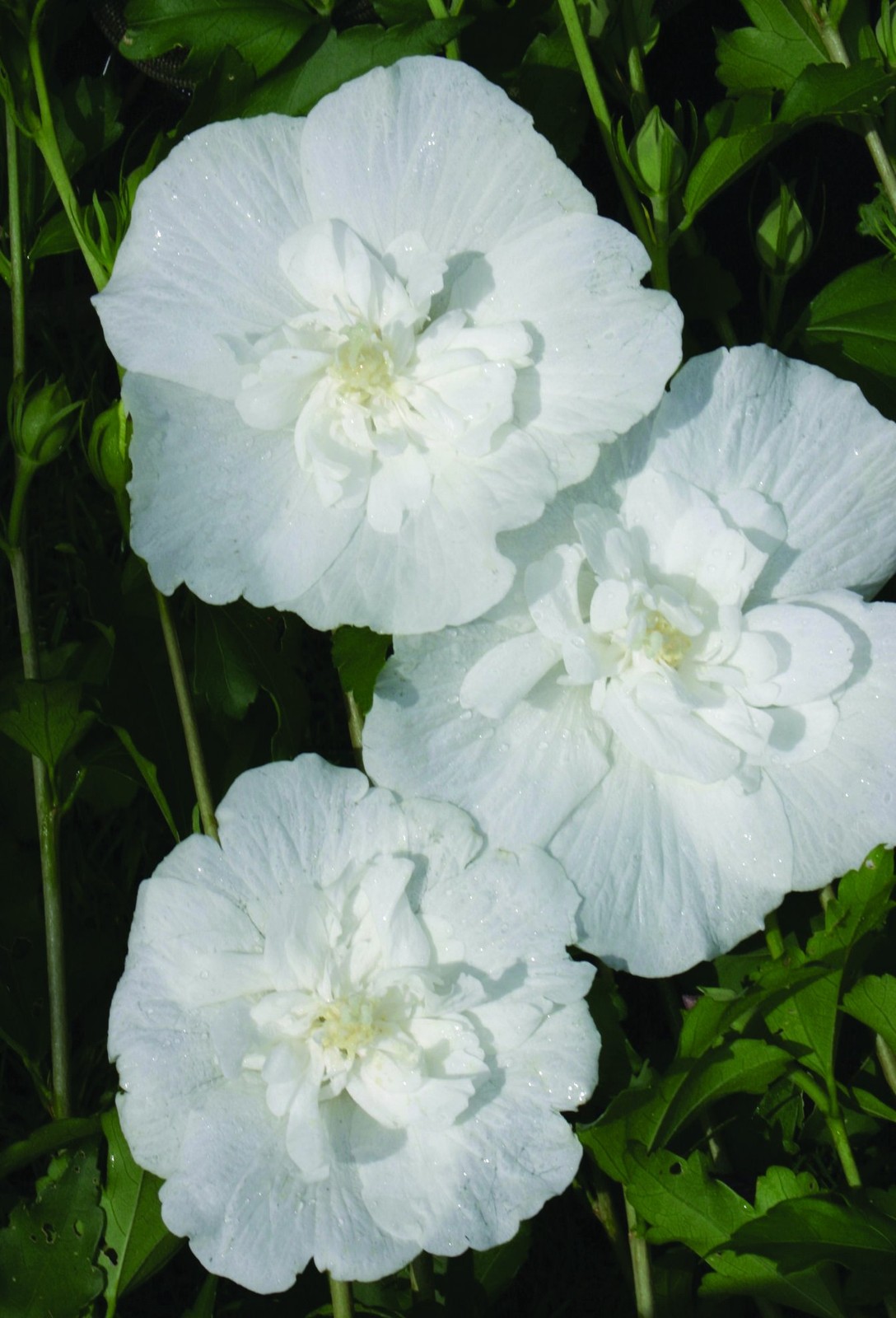 Green Promise Farms Proven Winners – Hibiscus Syriacus White Chiffon Rose Of