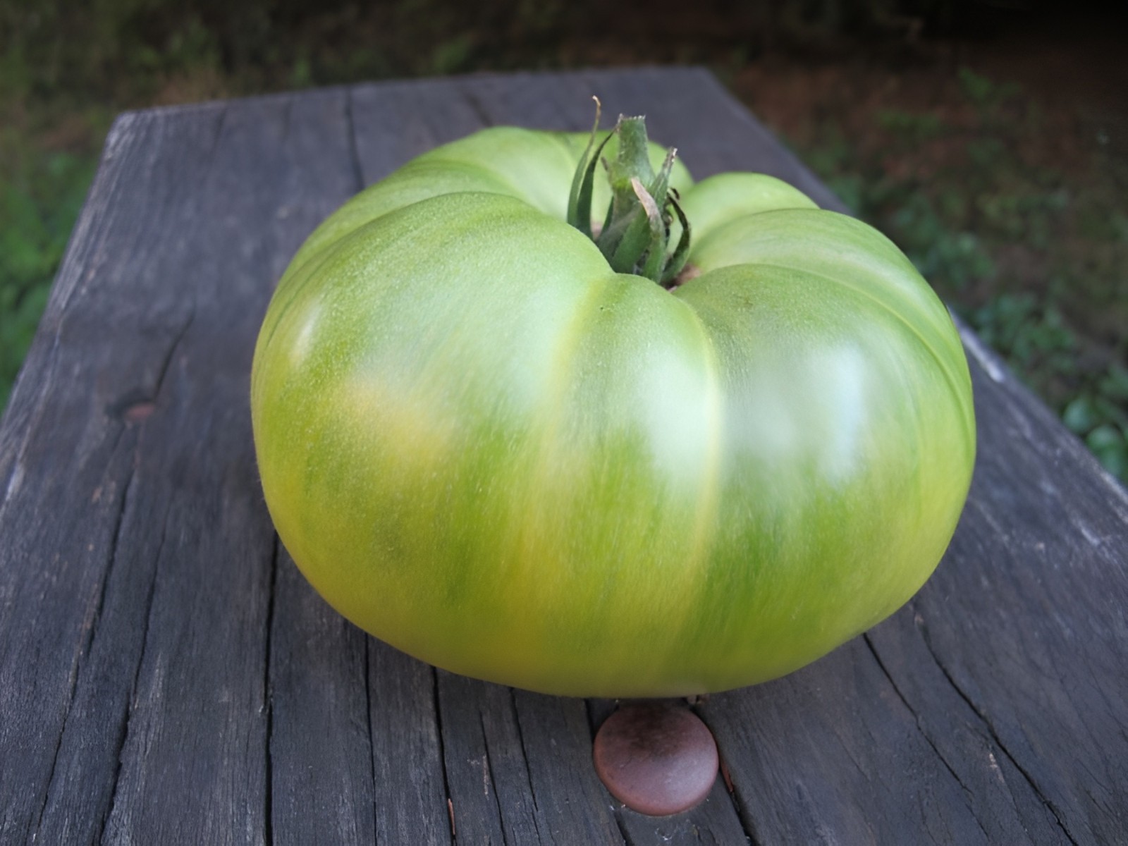 100 Heirloom Green Giant Tomato Seeds Large 1LB Green-Gold BiColor Indeterminate