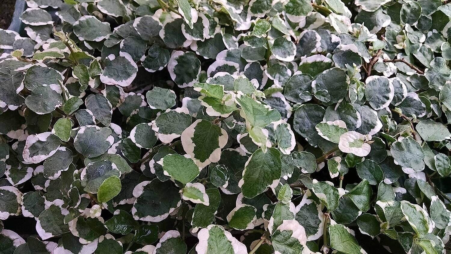 Creeping Fig Variegated | 2 Inch | Ficus pumila | Low Maintenance | Hardy