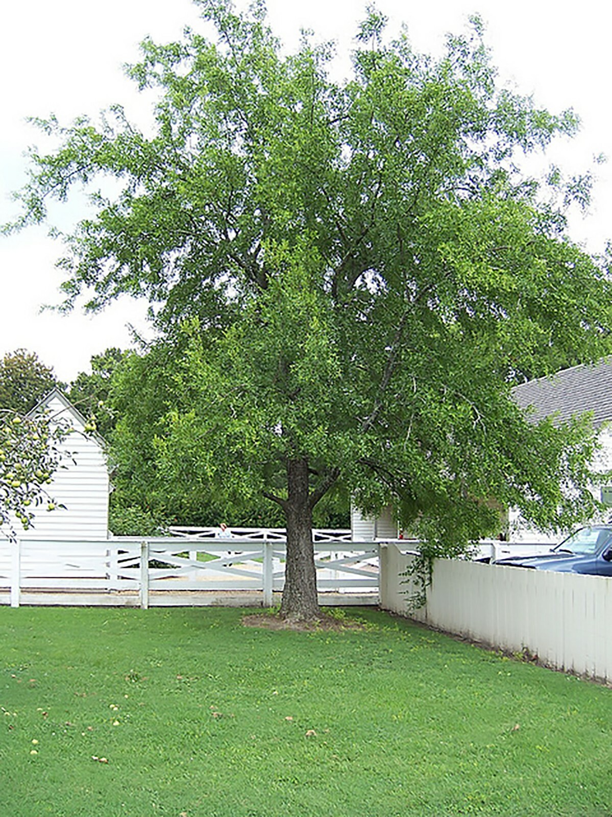 Chinese Date, Ziziphus jujube, Tree Seeds