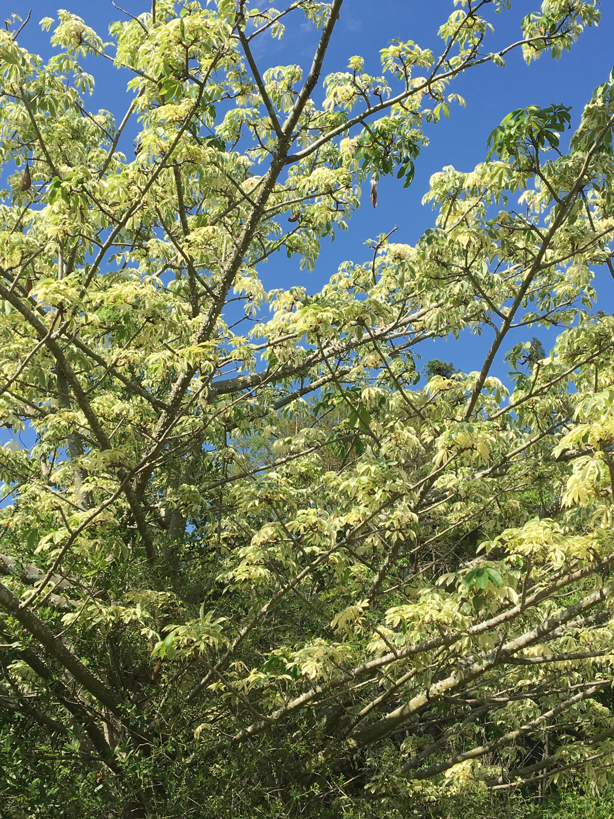 VARIEGATED CEIBA PENTANDRA Kapok tree Silk Cotton caudex RARE plant 5 seeds