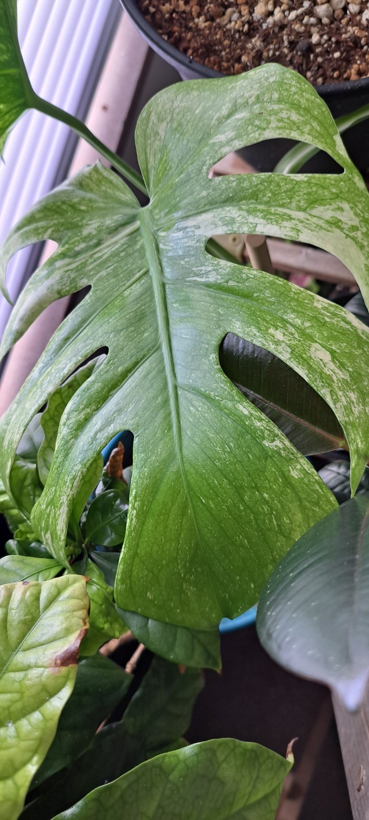 Straight Out Of The Propbox Mystery House Plant Bundle- 6 Plants
