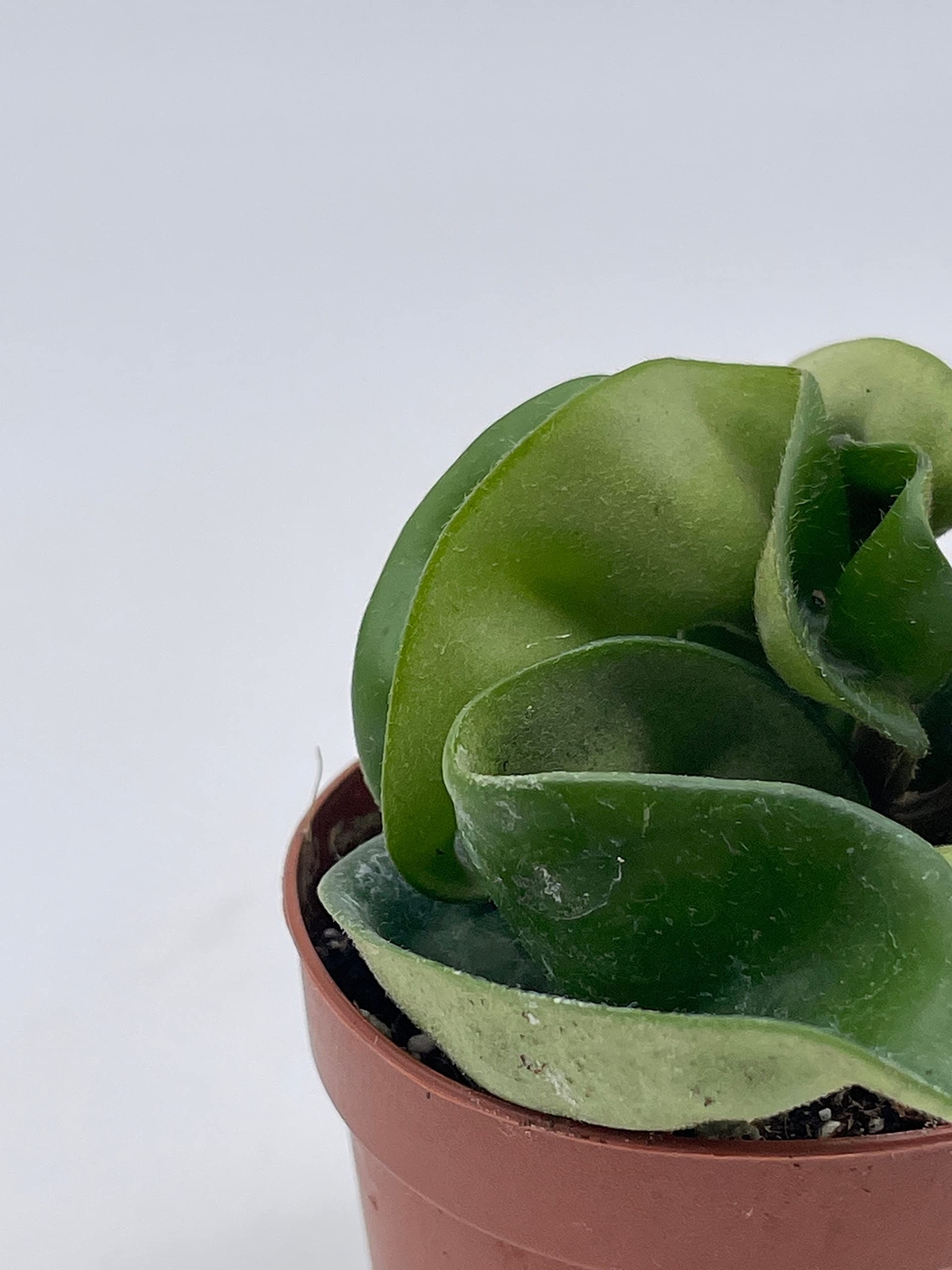 Hoya Hindu Rope, Carnosa Compacta, in a 2 inch Pot, Live Tiny Mini Pixie Plant