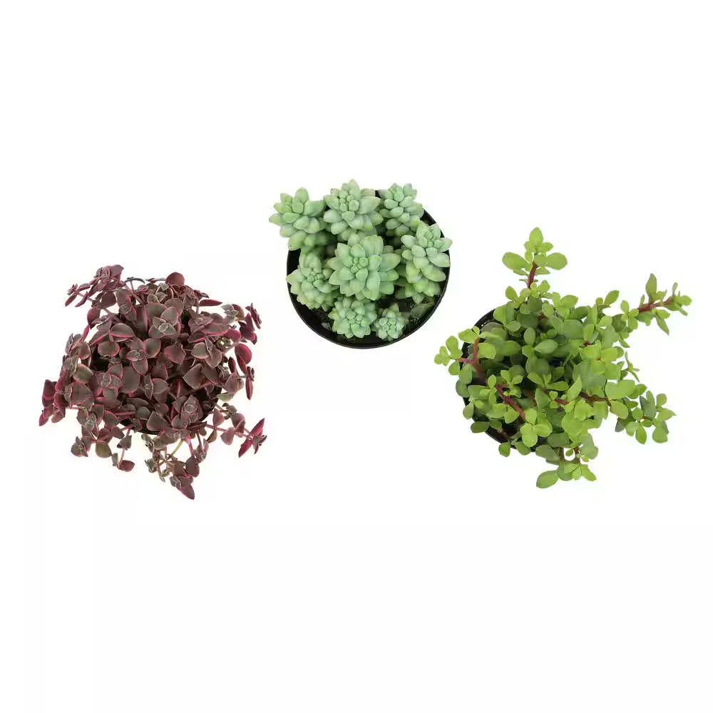 Hanging Succulent House Plants in 3.5 In. Grower Pots (3-Pack)