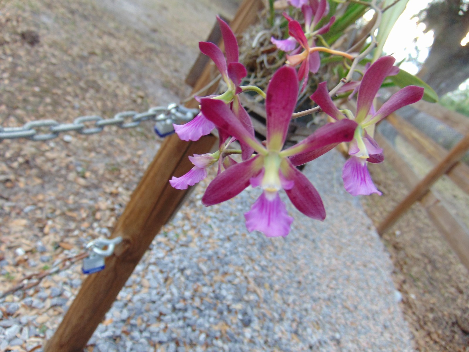 Encyclia quadelupe X E. tampensis FLOWERS 6″ pot PRIMARY HYBRID LARGE PLANT