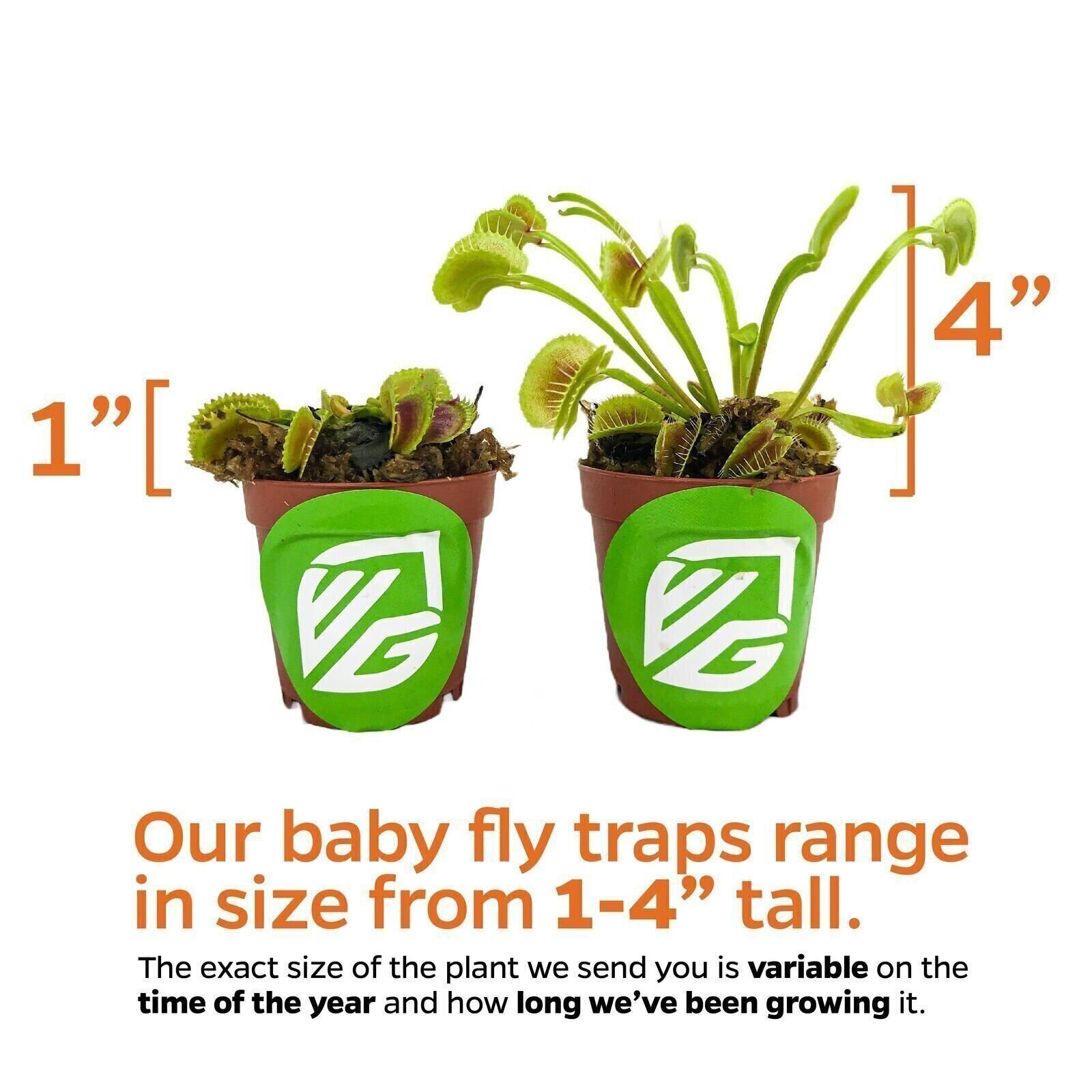 Venus Fly Trap Carnivorous Plant – Dionaea muscipula – Live Plant