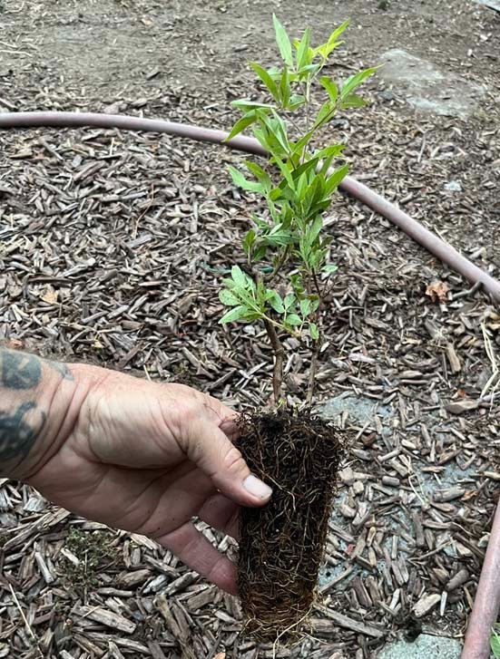 Vitex Chaste tree – Live Plants – Lilac Chasteberry