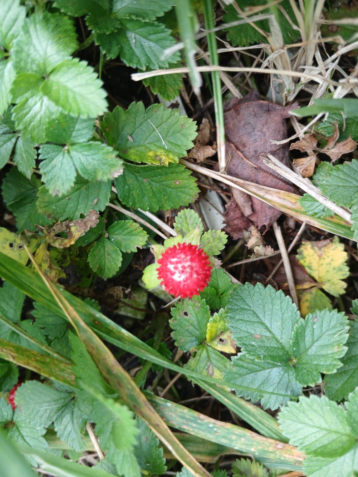 10 Live Wild Strawberry Plants Fragaria Vesca Rhizomes Perennial coverground