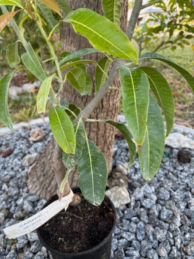 14 MO CARRIE MANGO TREE GRAFTED (MANGIFERA INDICA)