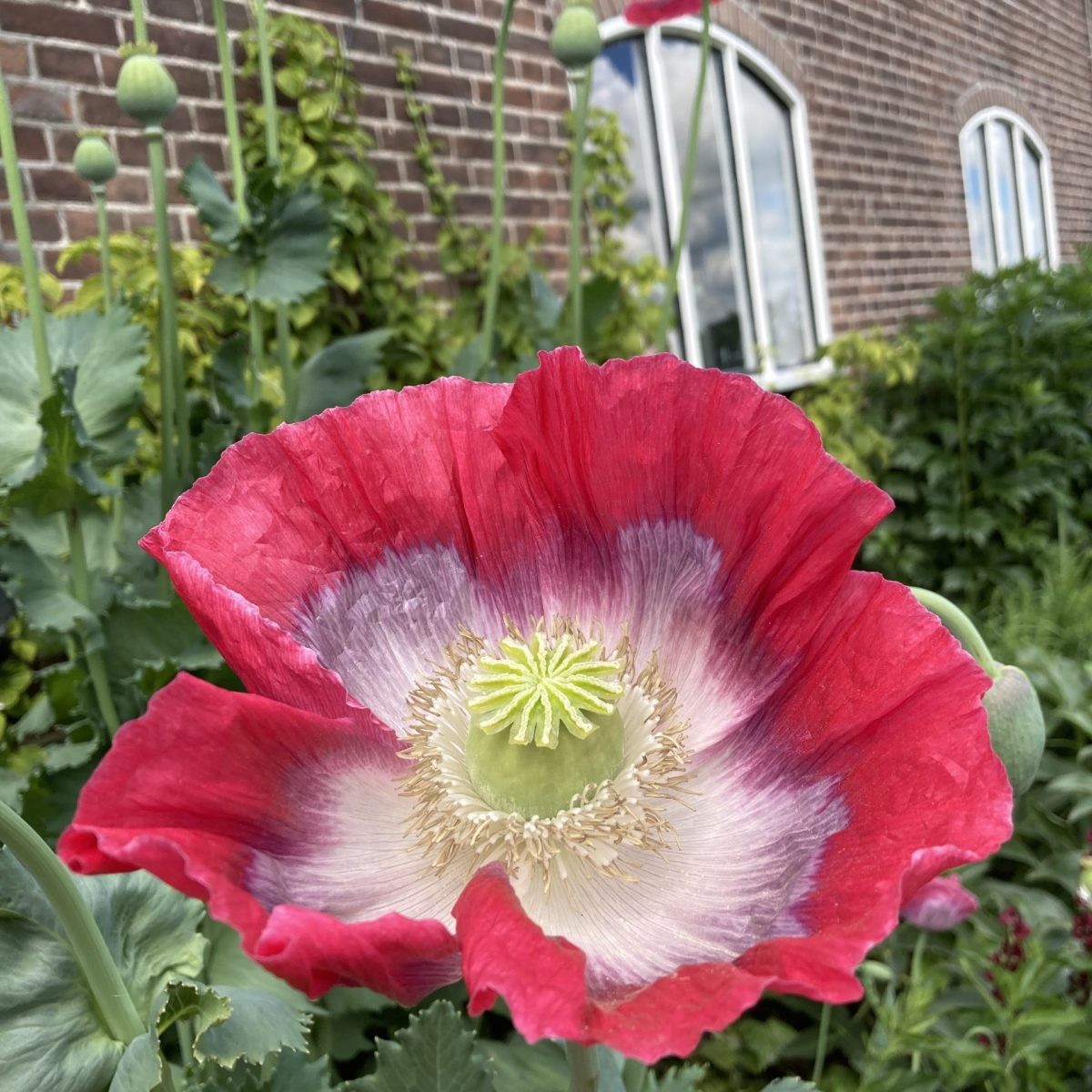 1,000 Qis Bowling Ball Poppy Seeds – The Largest P. Somniferum Poppy Fresh Seeds