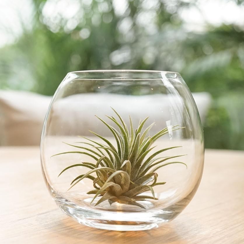 Pack of 12 Ionantha Air Plants – Stunning Assorted Colors Perfect for Any Décor