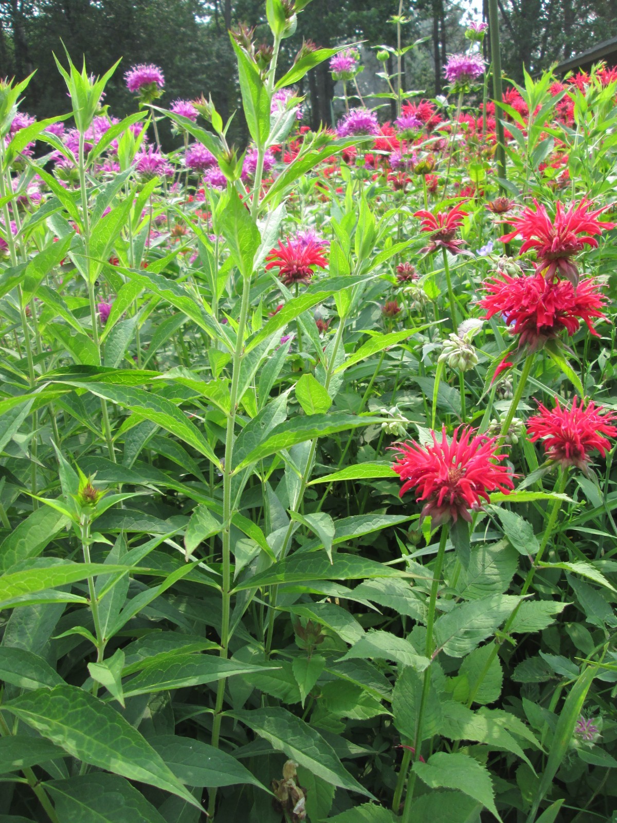 8 Red bee balm 3-9 freshly dug shipped same day hardy perennial blooms long time