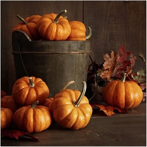Jack Be Little Pumpkin Seeds For Planting (Cucurbita pepo)