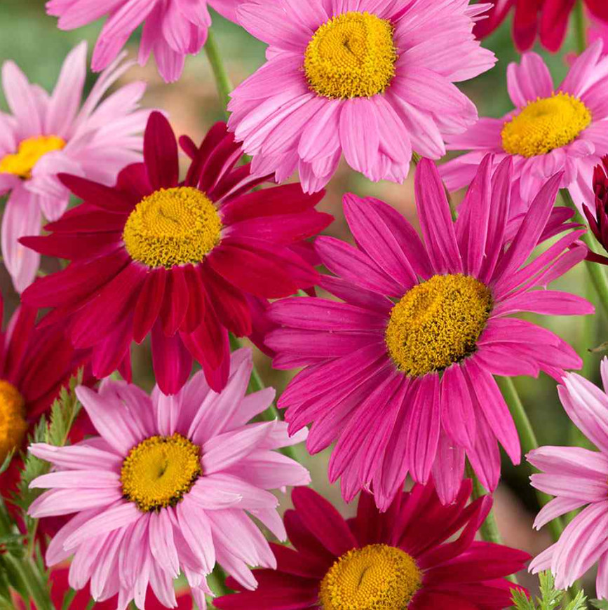 100 Seeds| Robinson’s Mix Daisy Seeds – #N006