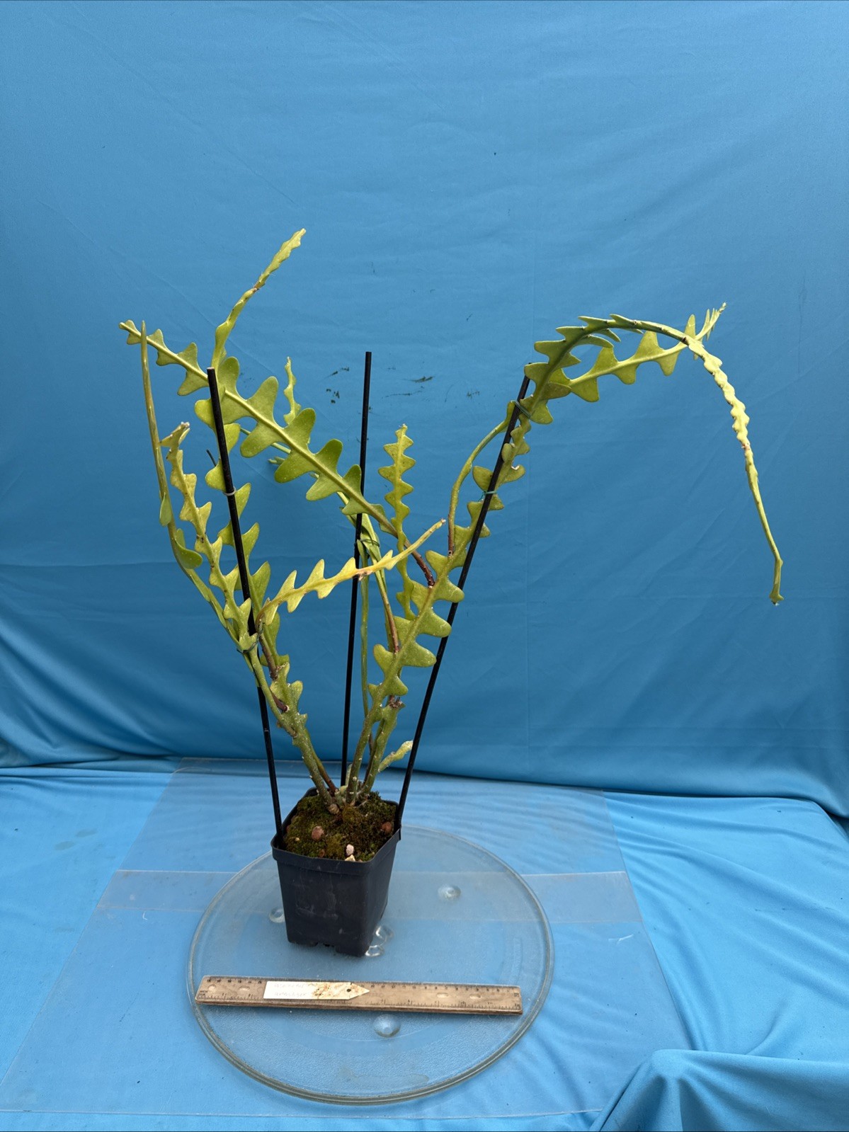 Epiphyllum Disocactus anguliger Yellow White Orchid Cactus Species 4.5” Pot