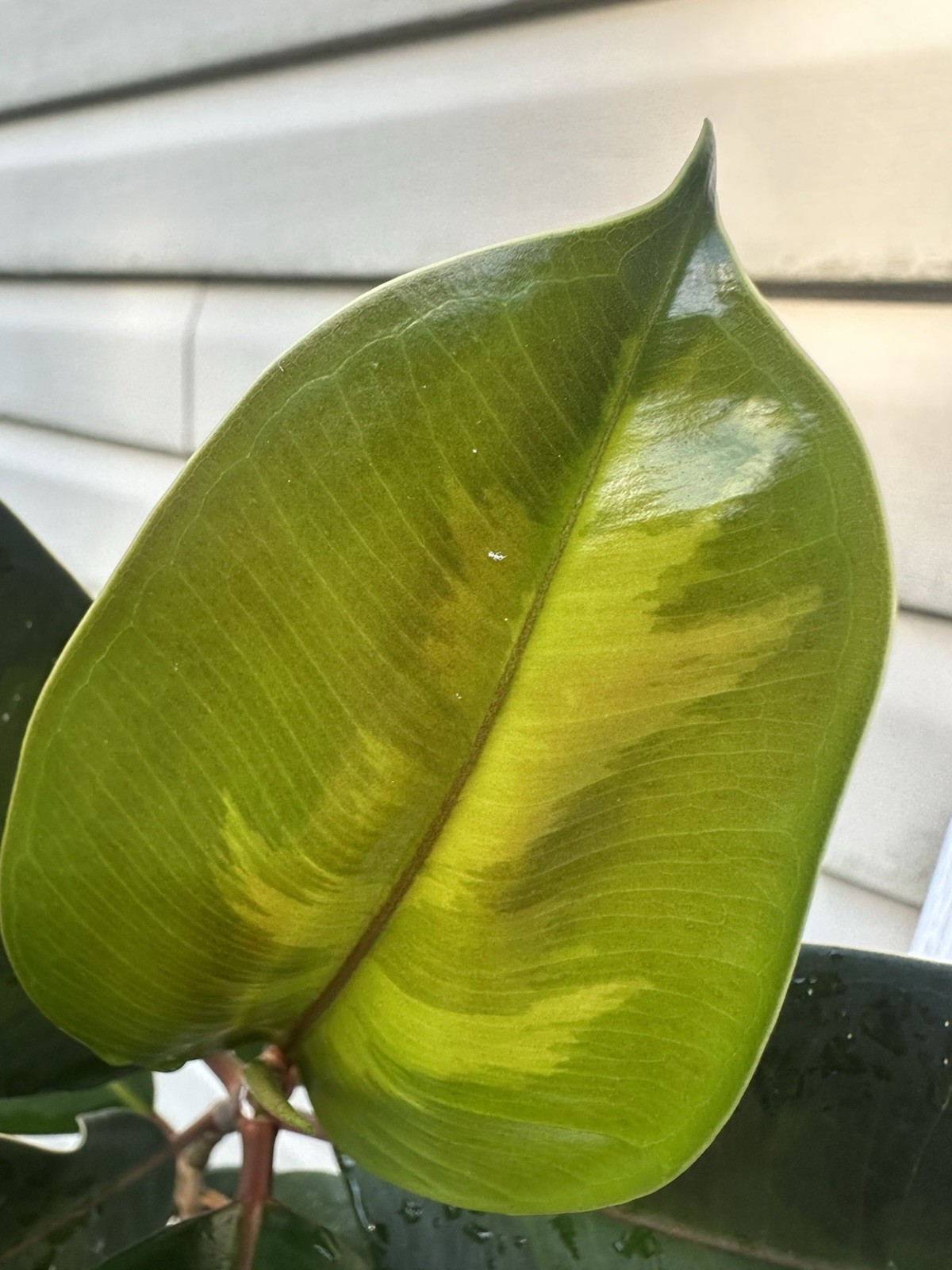 FICUS Mutation In 8” Pot