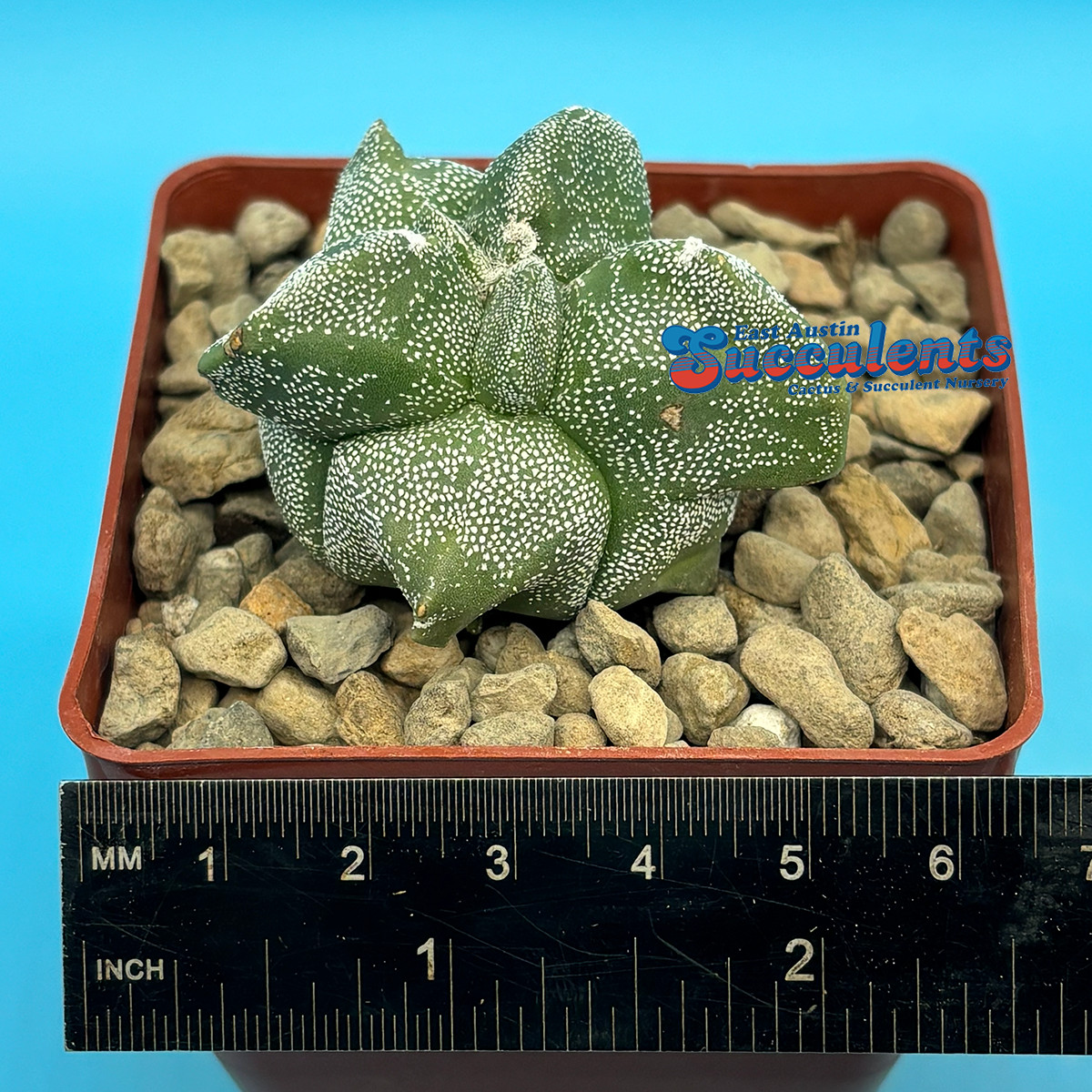 Astrophytum myriostigma ‘Alien’ (124) Live Rooted Cactus