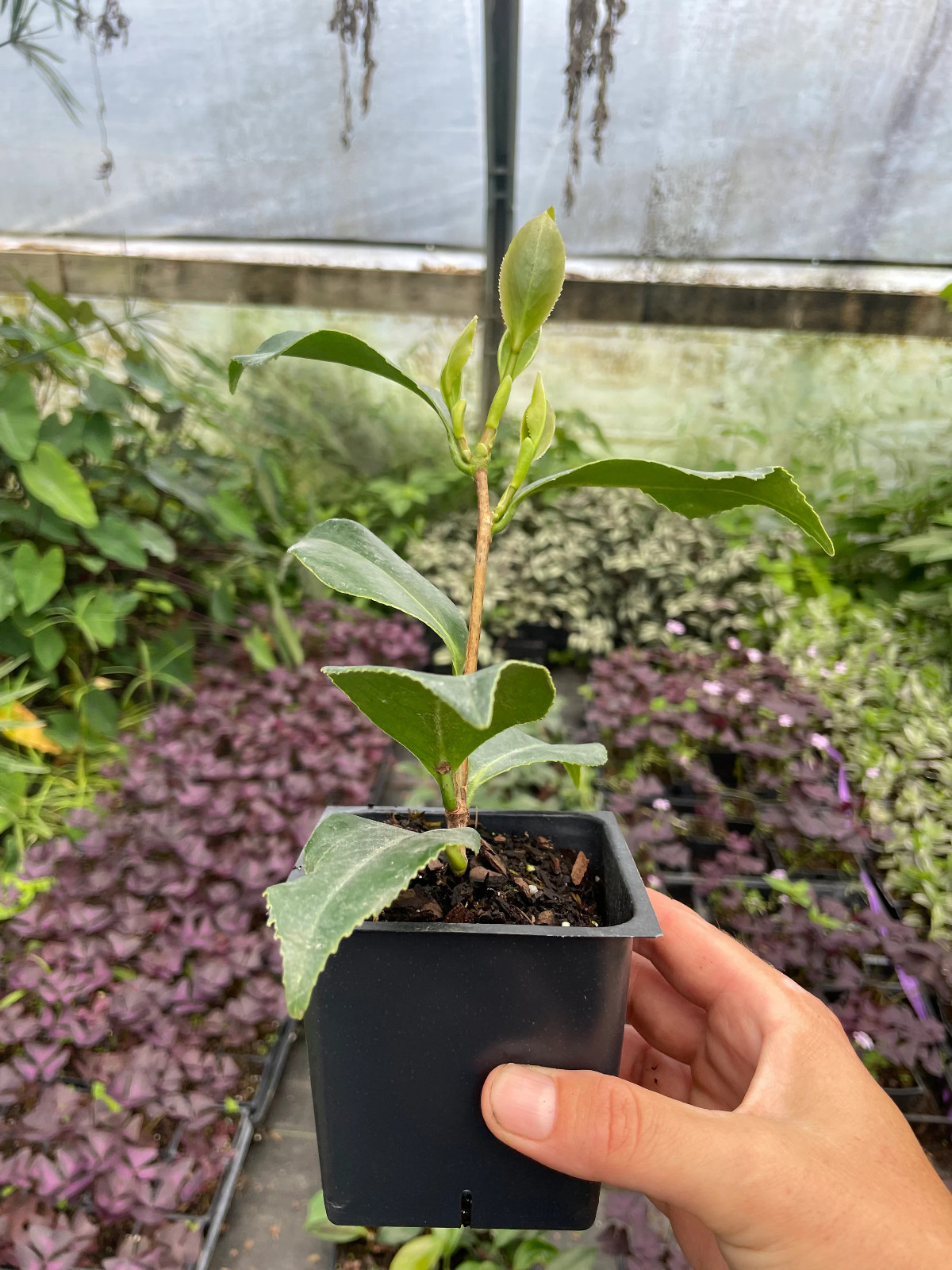 4 Autumn Rocket Camellia in 3.5 inch pot *Cold and Heat Sensitive*, 4 pots plant