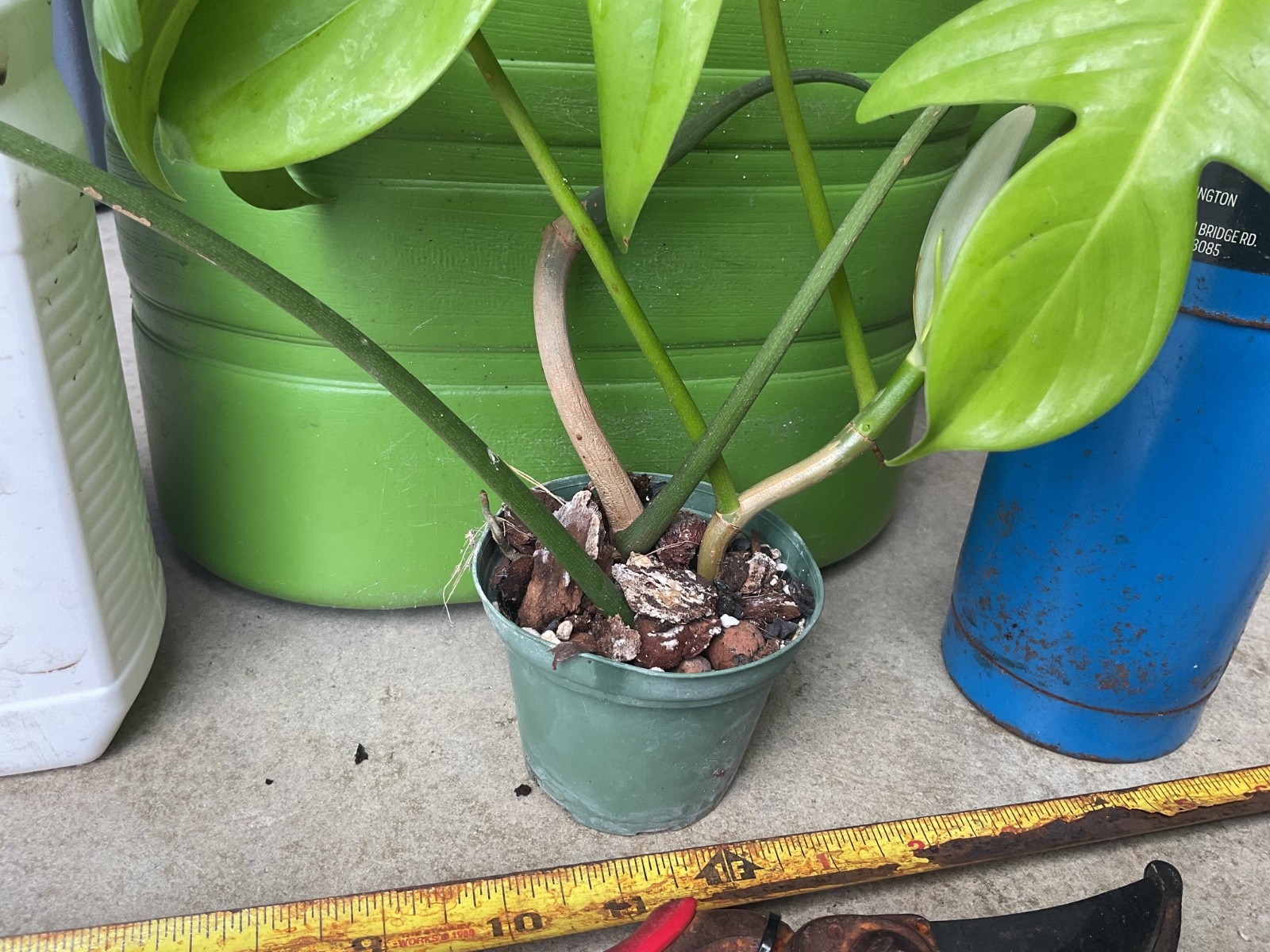 Philodendron pedatum double rhizome 1.5” cup rooted species Aroid houseplant