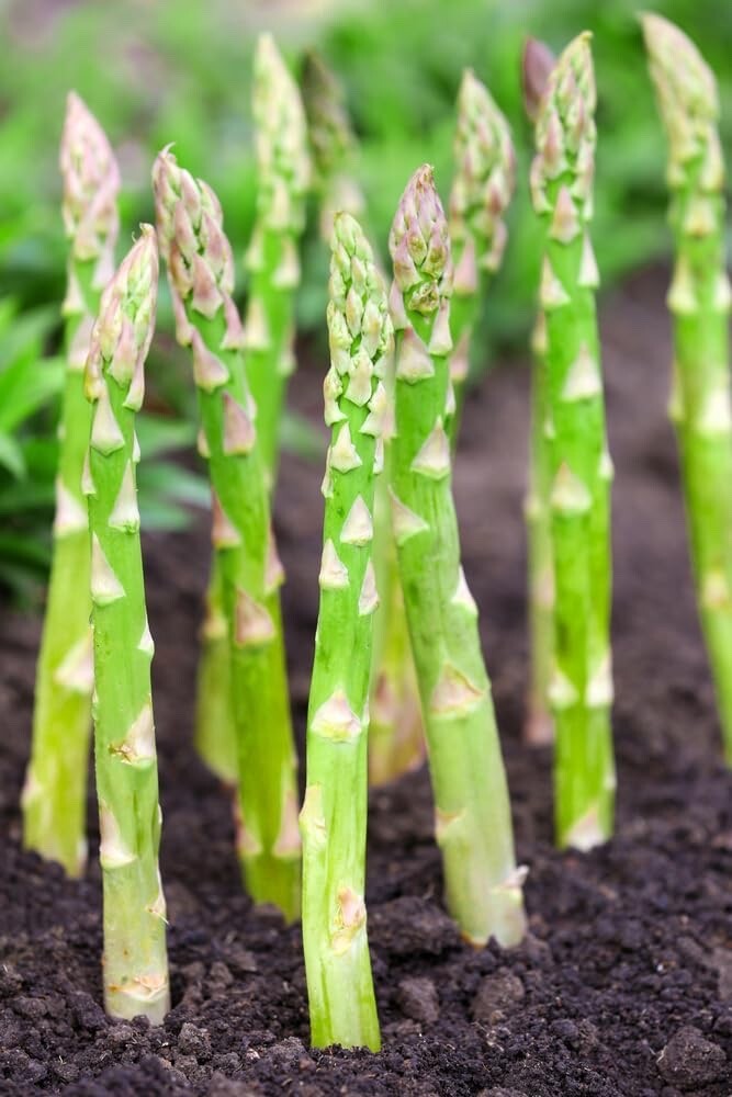 Millennium Live Asparagus Bare Root Plants 2yr Crowns