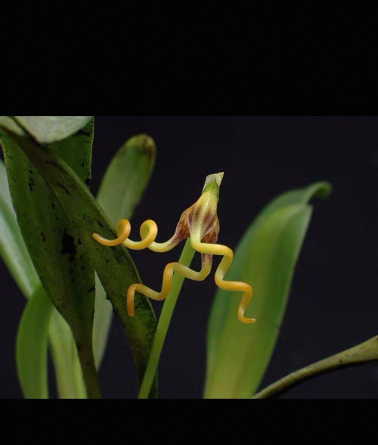 Masdevallia caudivolvula Rare South American Species Orchid Exact Plant