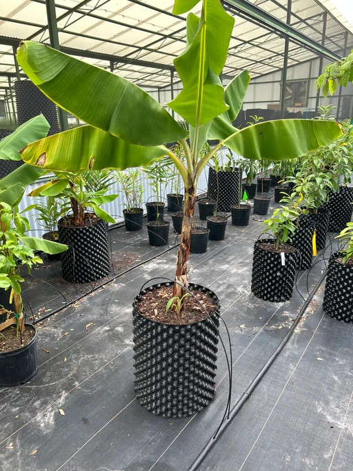 1 Gran Nain Banana Tree Starter Plug Live Plant