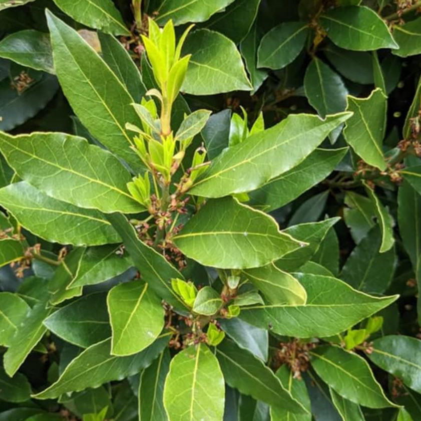Set of 2 Bay Leaf Trees – Laurus Nobilis – Live Plants in 3″ Pots (8-10″ Tall)