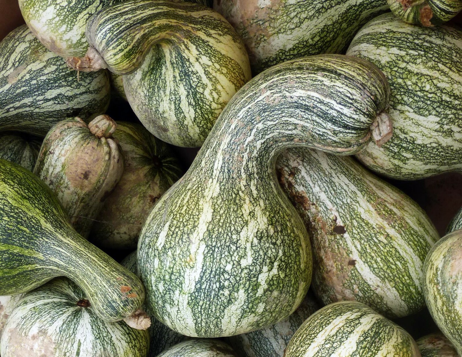 Green Striped Cushaw Pumpkin Seeds 10 Ct Gourd Squash Vegetable FREE SHIPPING