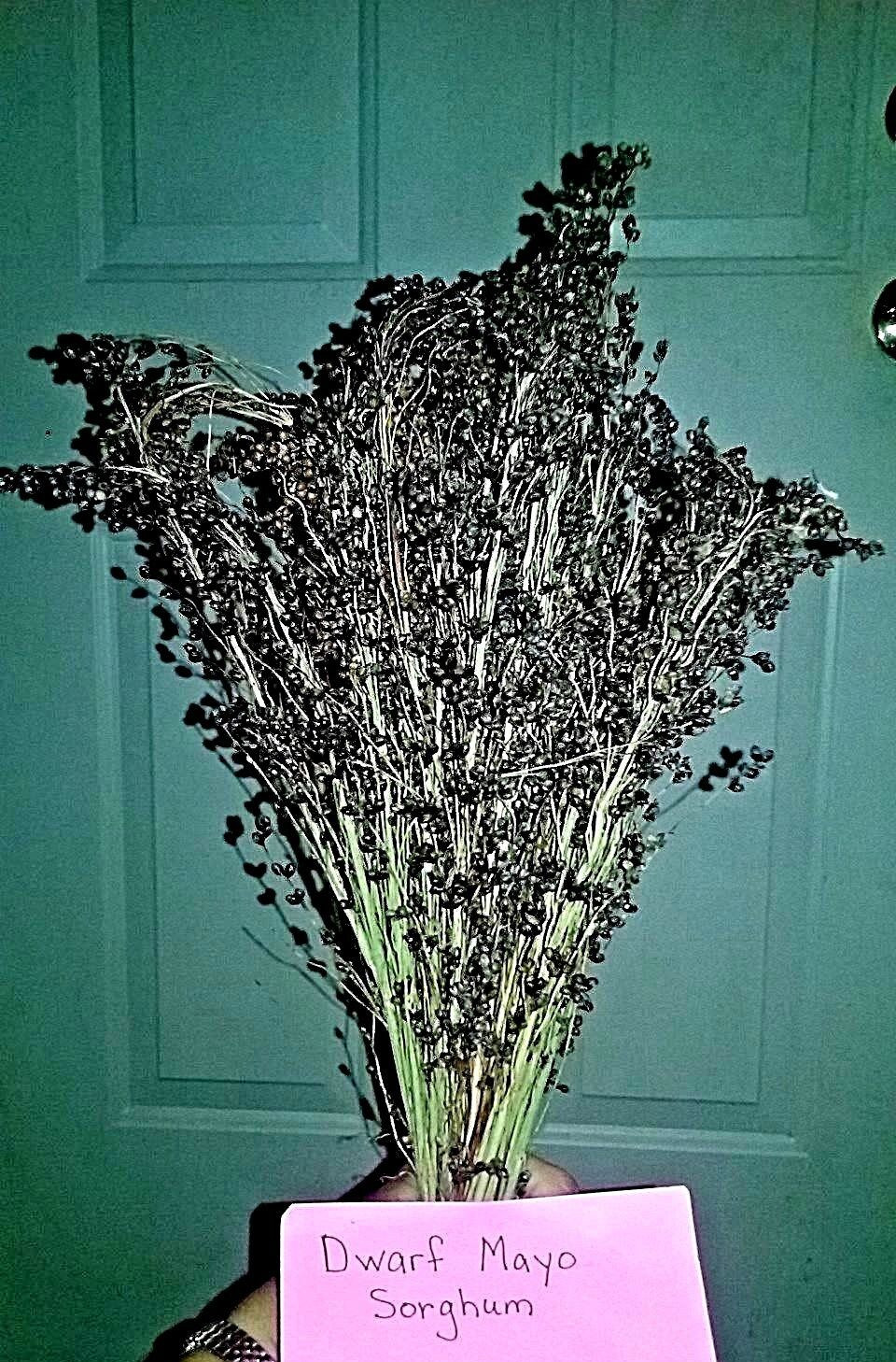 Dwarf Mayo Sorghum – 30 Seeds UNDER 5 ft. TALL! MAKES GREAT LONG BRUSHED BROOMS