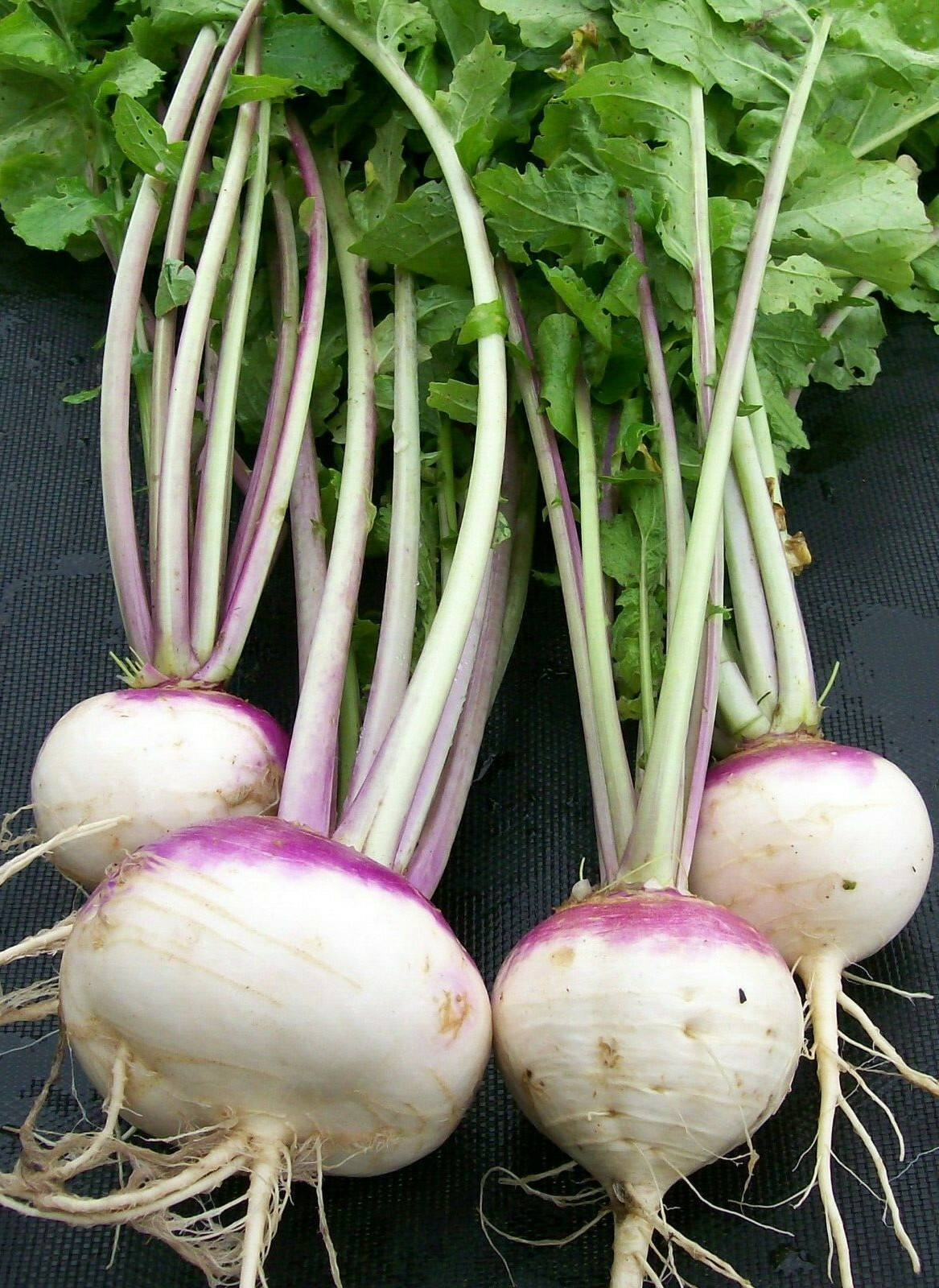 #12 Heirloom Vegetable Seeds 6 Variety Garden Set Emergency Survival NON-GMO WOW