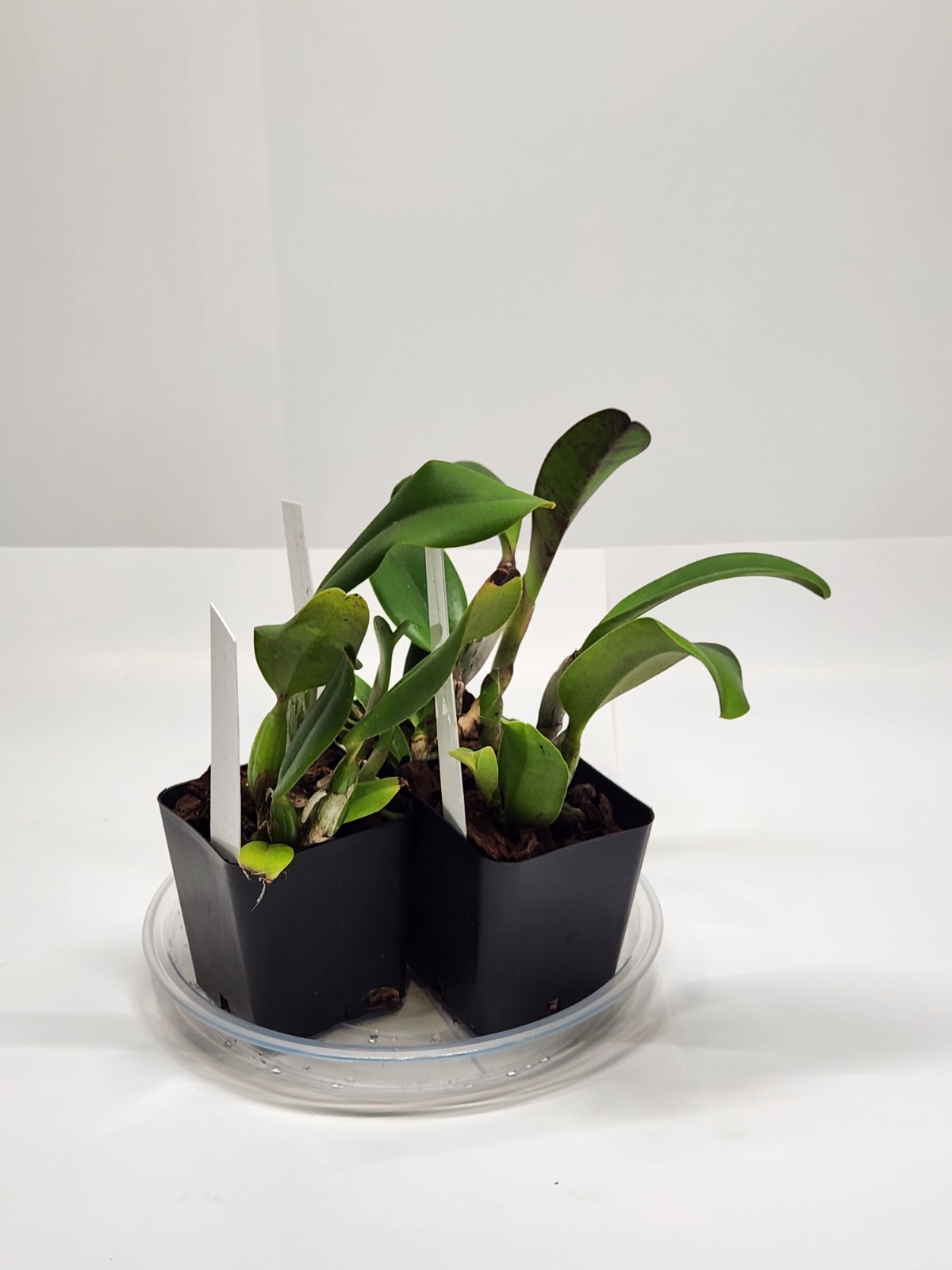 Cattleya La Primera Morada x Lc. Velvet Spalsh, 2.25″ pot, blooming size