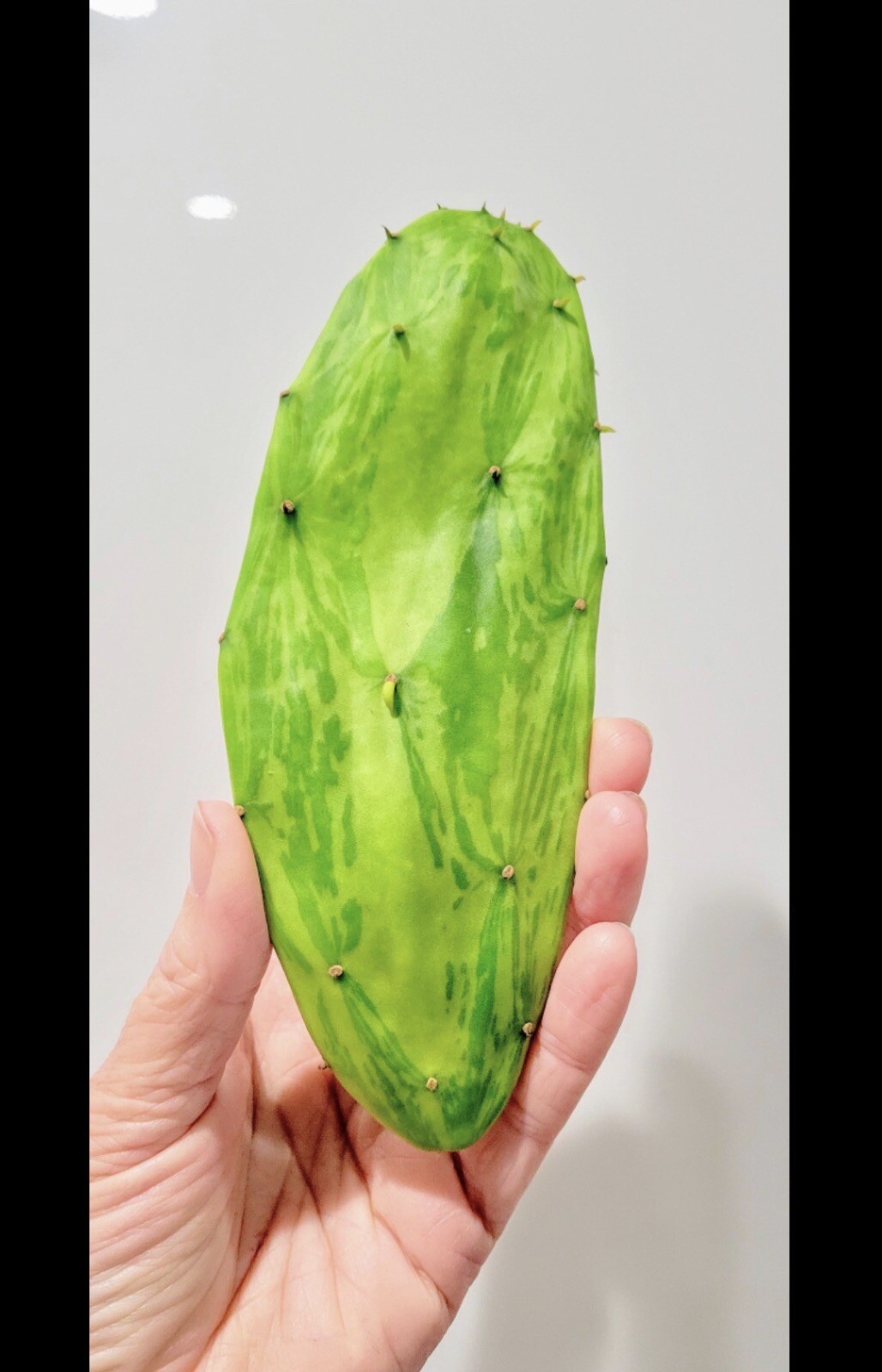 3 Opuntia Conchenillfera Cactus Pads 6-12 Inches Or More. Not Same As Image