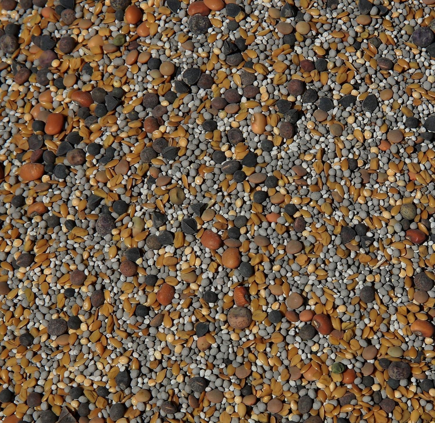 No-Till Cover Crop 13-Seed Mix 1 lb. Bag: [50% Clovers Plus Fenugreek, Vetch,…