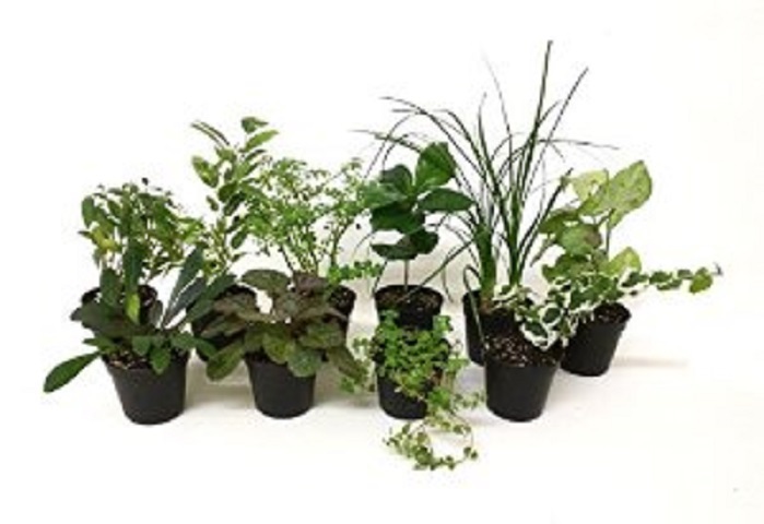 5 DIFFERENT Assorted Live Potted Plants!!! SHIPS FREE!!!