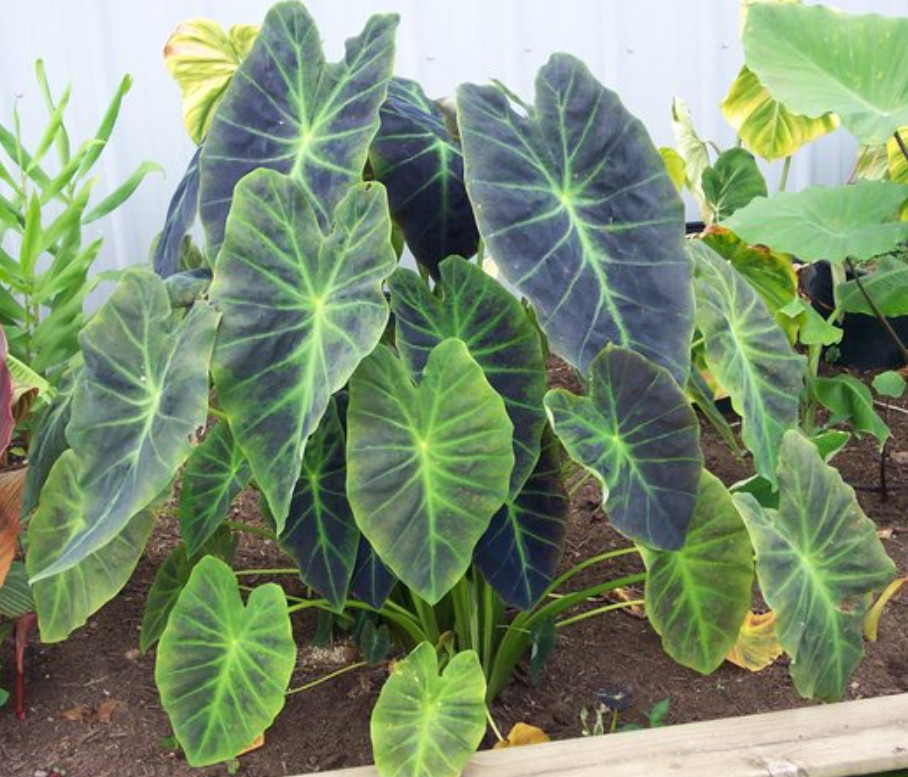Illustris Colocasia – 1 Live Plant – 3in Pot – Ships Without Pot