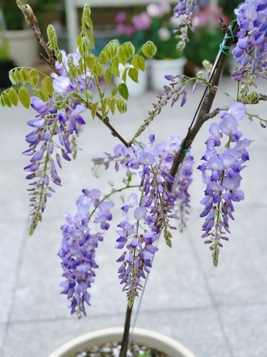 Purple Wisteria Climbing Vine Sapling, Fragrant Landscape Plant, Bare Root