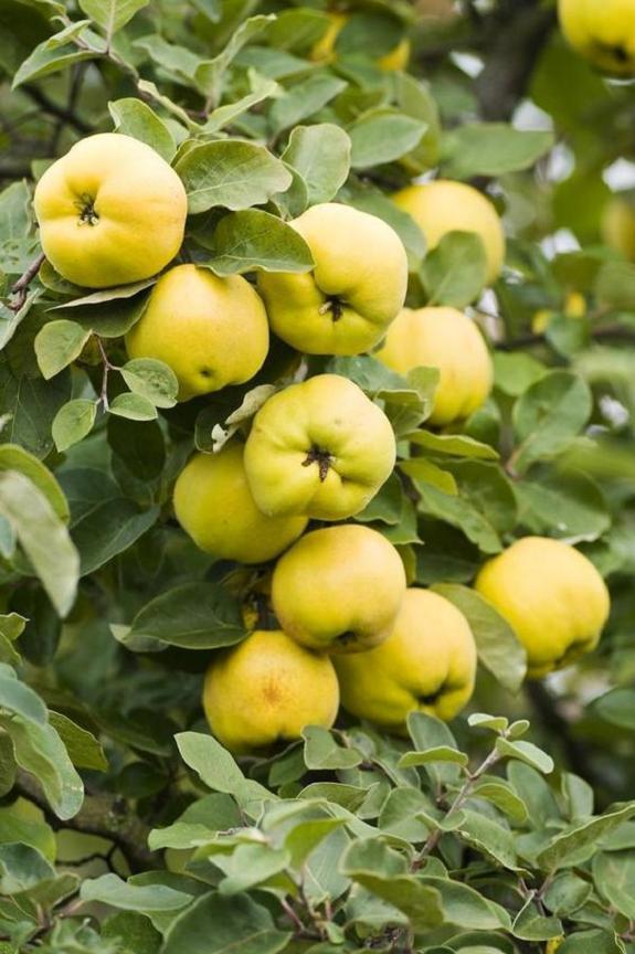 30-40” tall Cydonia Provence Quince rooted 1-2 year old plant