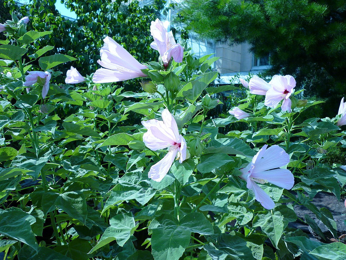 Hibiscus grandiflorus SWAMP ROSE MALLOW Seeds!