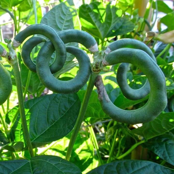 Pretzel bean- Vigna unguiculata 30 seeds for planting