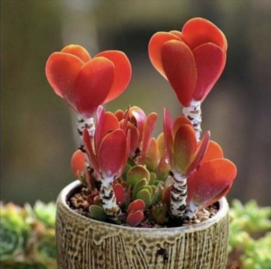 50Pcs succulent seeds Colorful Echeveria rare exotic succulent Hen Chicks(#9726)